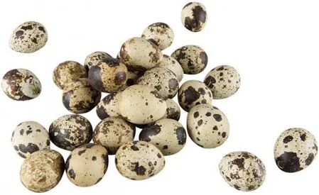 Vaktelägg 12 pack
